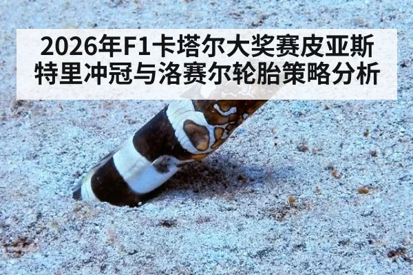 2026年F1卡塔尔大奖赛皮亚斯特里冲冠与洛赛尔轮胎策略分析